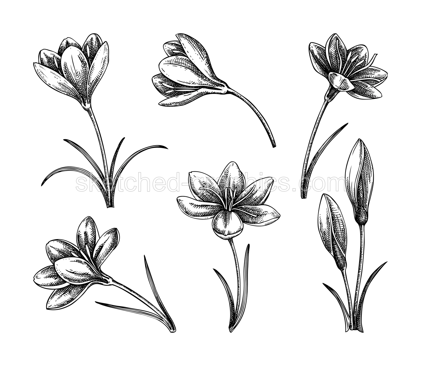 Saffron flower sketches set. Hand drawn crocus flower vector illustration. Wildflower chalk drawing. Spring design elements. NOT AI generated Illustration